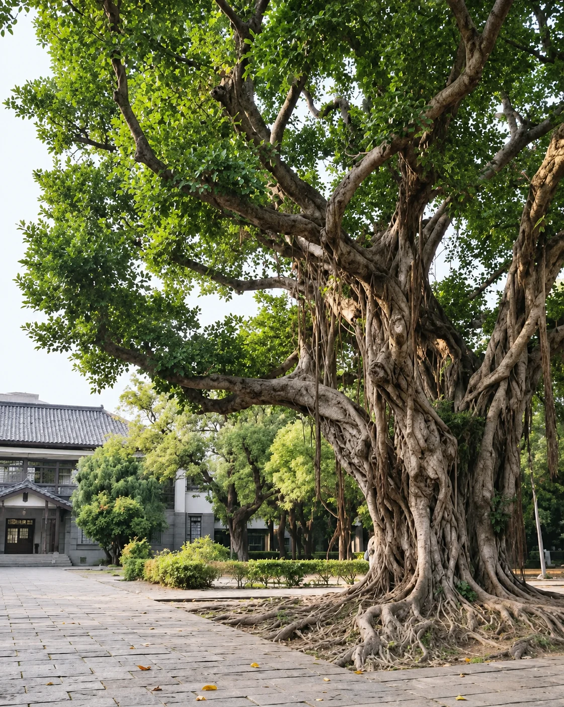 榕樹與校園景觀示意